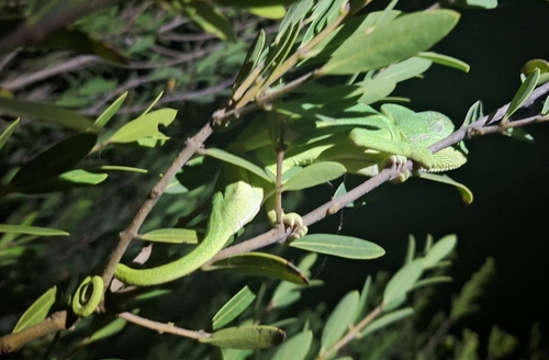 African Chameleon