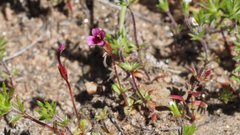 Erythranthe androsacea