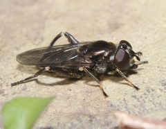 Chalcosyrphus