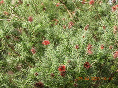 Kunzea baxteri