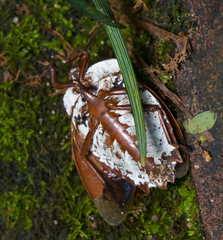 Tessaratoma papillosa