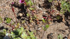 Erythranthe androsacea