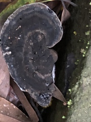 Sanguinoderma rugosum