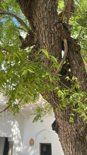 Neem