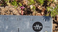 Erythranthe androsacea