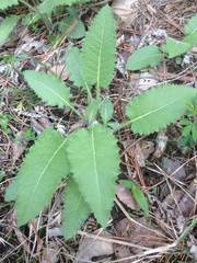 Parthenium auriculatum