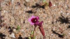 Erythranthe androsacea