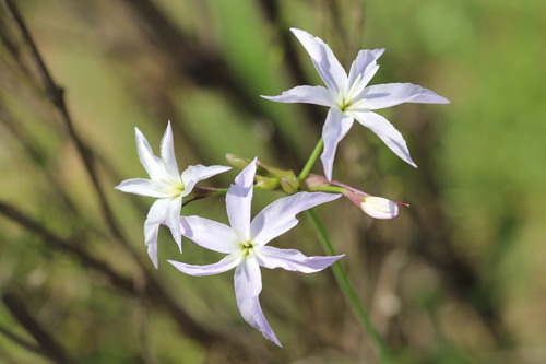 Leucocoryne ixioides, photograph 4
