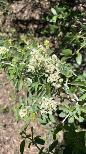 iNaturalist observation photo of mountain whitethorn