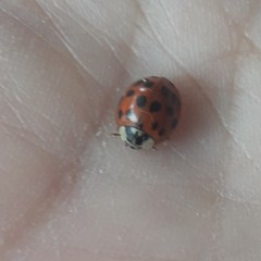 Harmonia axyridis