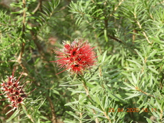 Kunzea baxteri