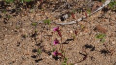 Erythranthe androsacea