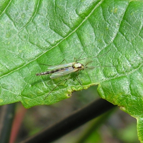 Chironomus atroviridis