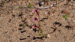 Erythranthe androsacea