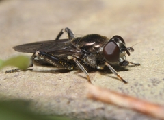 Chalcosyrphus