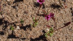 Erythranthe androsacea