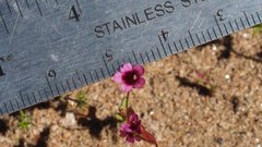 Erythranthe androsacea