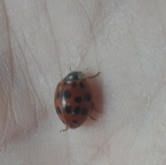 Harmonia axyridis