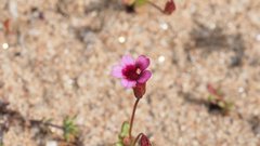 Erythranthe androsacea