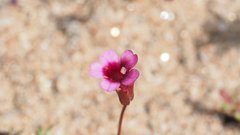 Erythranthe androsacea