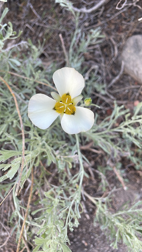iNaturalist observation photo of Leichtlin's Mariposa Lily