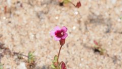 Erythranthe androsacea