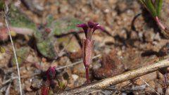Erythranthe androsacea