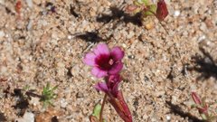 Erythranthe androsacea