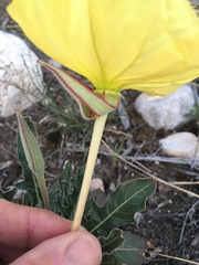 Oenothera brachycarpa