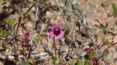 Erythranthe androsacea