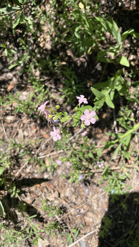 iNaturalist observation photo of pink-flowered stickseed