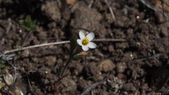 Leptosiphon pygmaeus continentalis