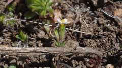 Leptosiphon pygmaeus continentalis