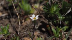 Leptosiphon pygmaeus continentalis