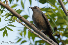 Dumetella carolinensis