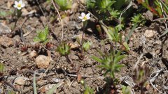 Leptosiphon pygmaeus continentalis