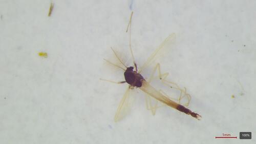 Polypedilum fallax
