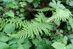 Amauropelta beddomei