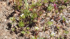 Leptosiphon pygmaeus continentalis