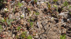 Leptosiphon pygmaeus continentalis