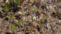 Leptosiphon pygmaeus continentalis