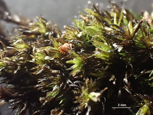 Schistidium agassizii observed 2026-07-02