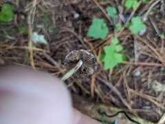 Psilocybe makarorae