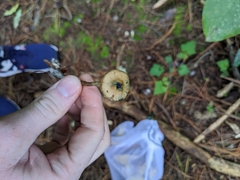 Psilocybe makarorae