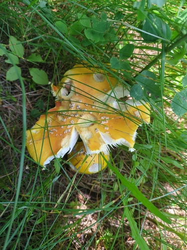 American Yellow Fly Agaric