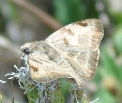 Arteurotia tractipennis