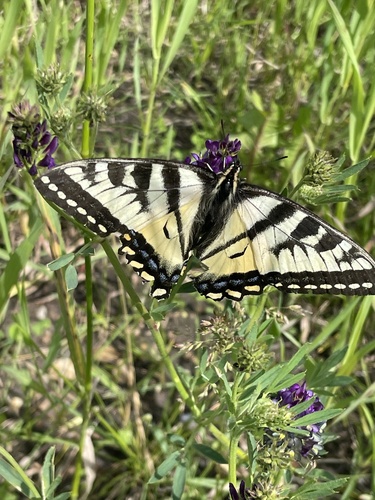 Canadian Tiger Swallowtail
