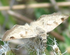 Arteurotia tractipennis