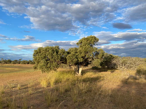 Melaleuca glomerata, 2026-07-02