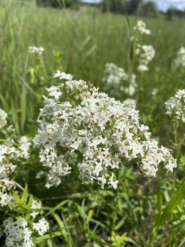 Northern Bedstraw